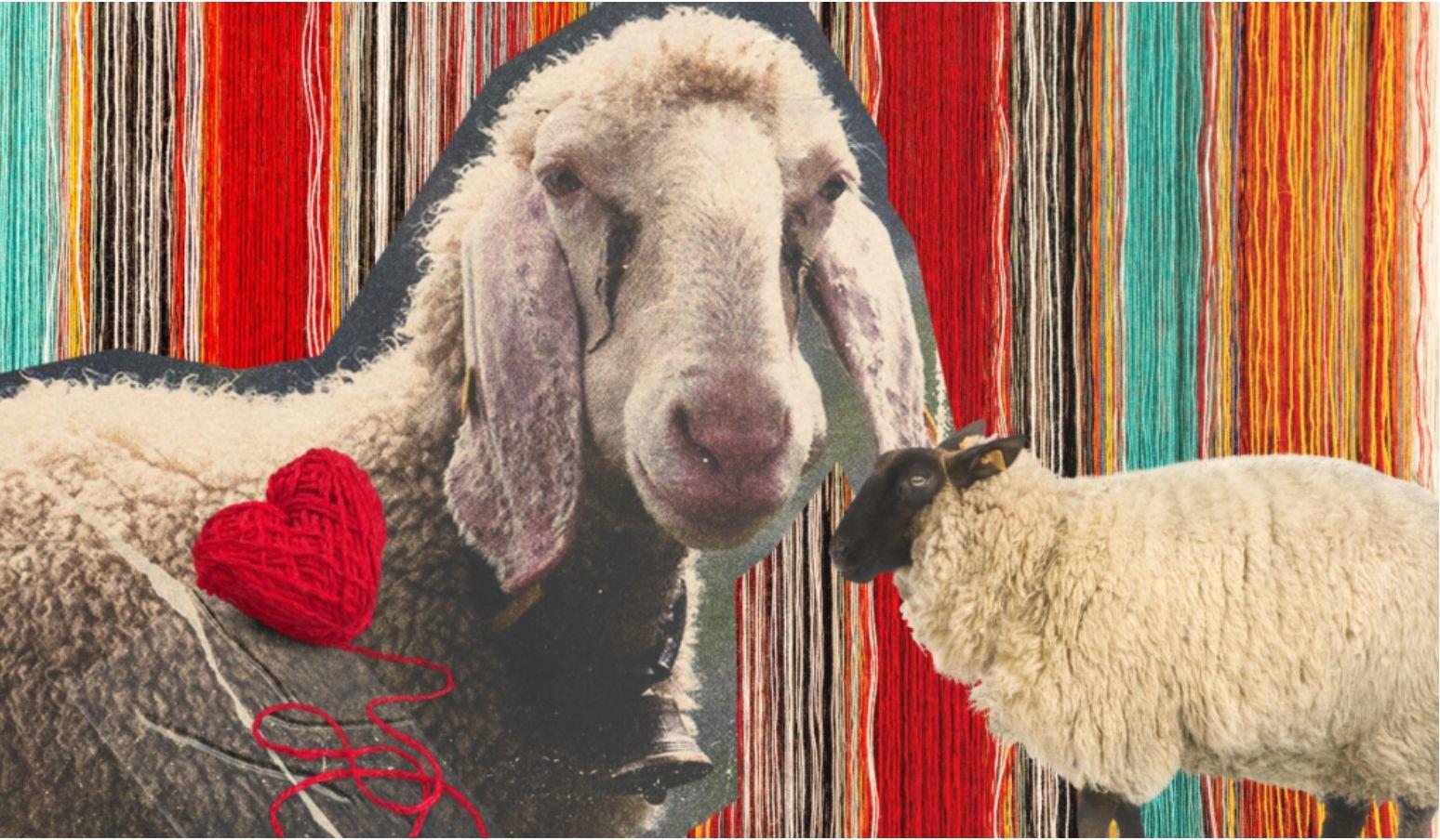 Is sheep wool good for people and planet?