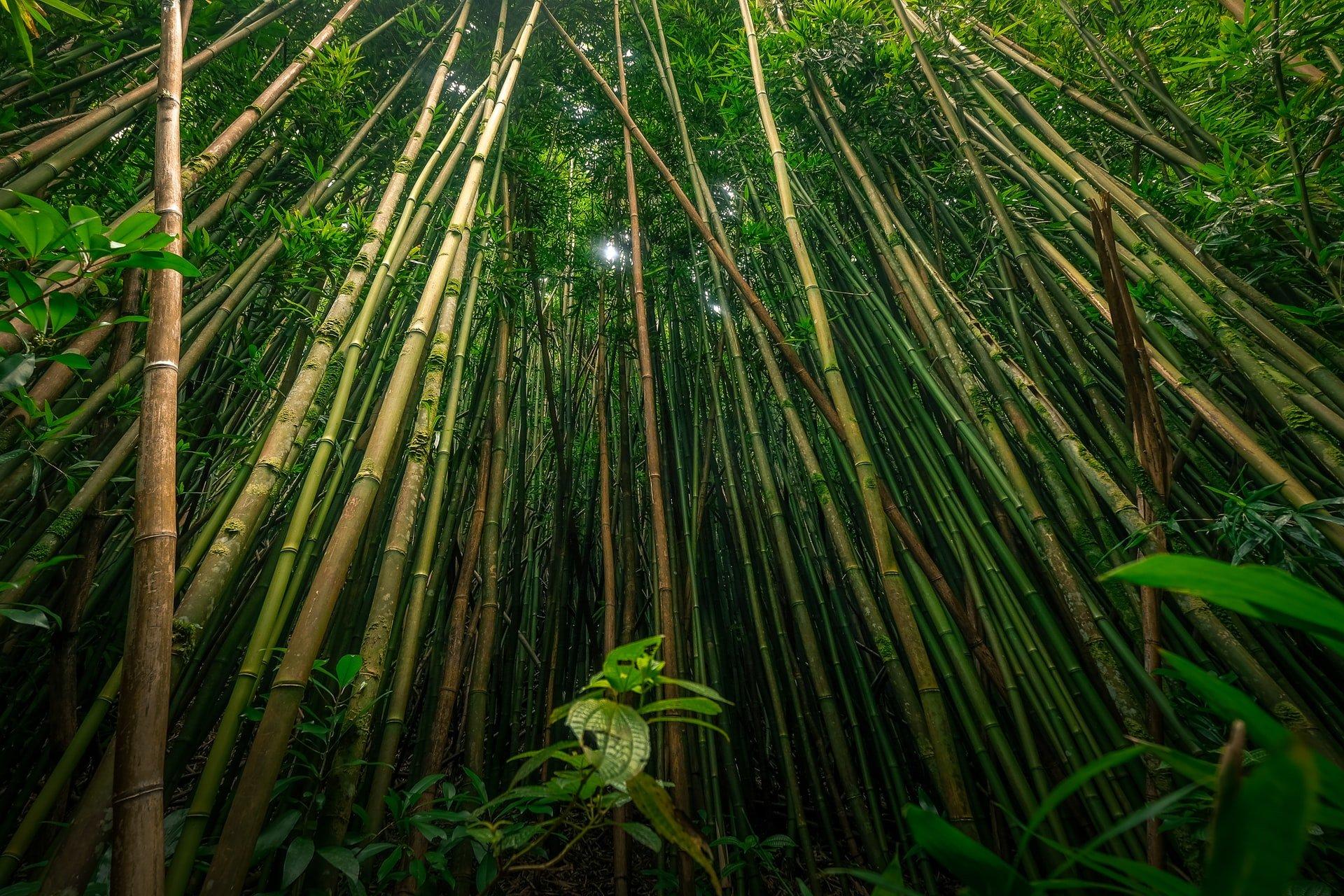 Rainforest Bamboo