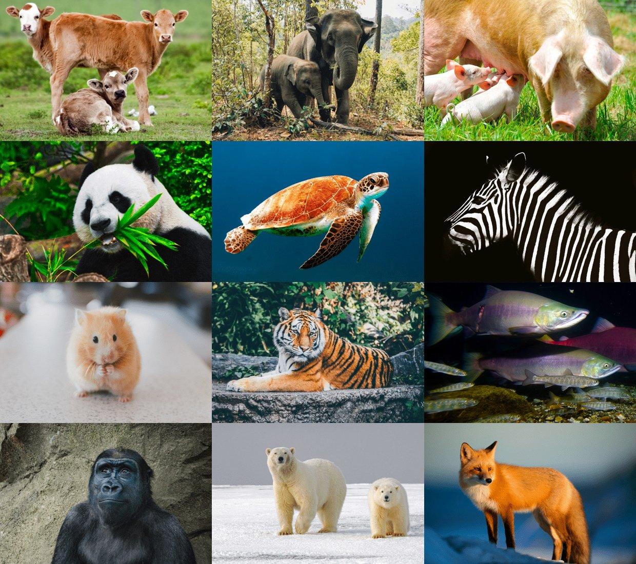 Animals Grid