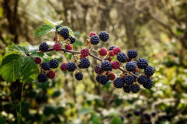 black berries