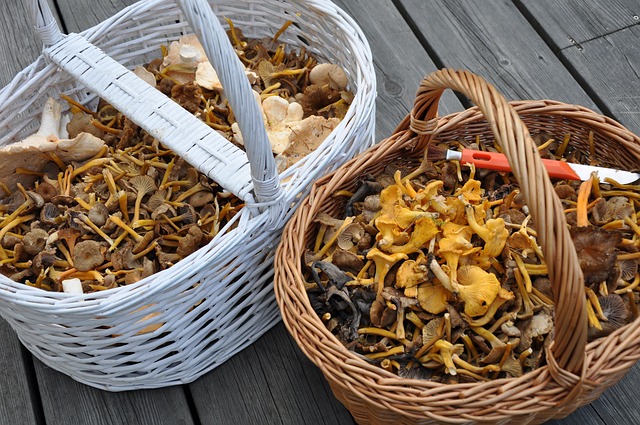 Chanterelle mushrooms in wicker baskets