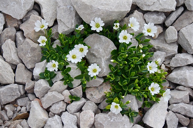 image of chickweed growing between light grey rocks