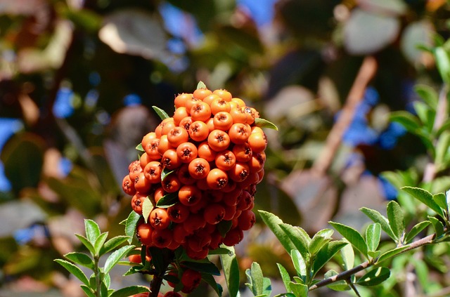 close up image of orange hawthorn berries