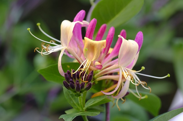 close up image of honeysuckle