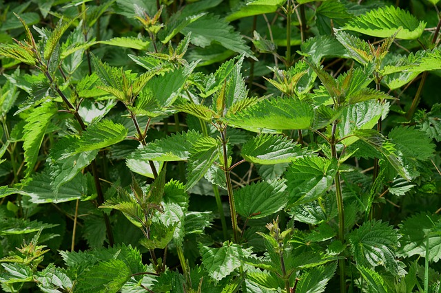 image of stinging nettles.