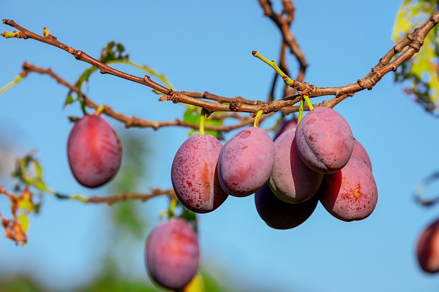 image of plums on a branch