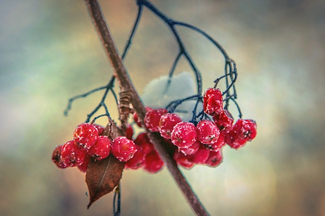 close up of Rowan berries