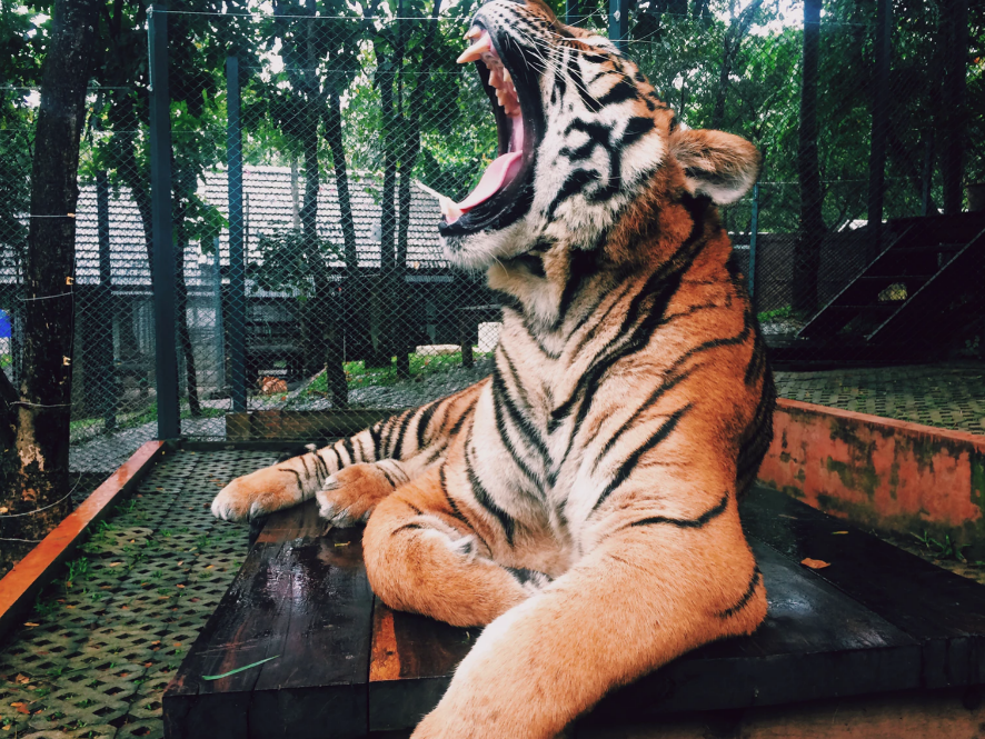 caged tiger roaring