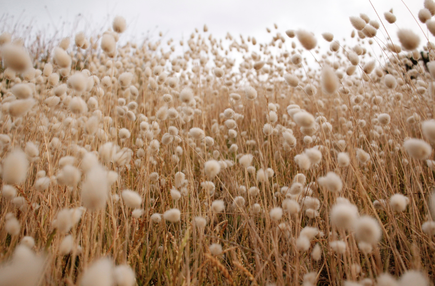 Organic cotton growing in a field