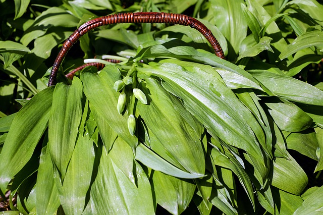 huge pile of wild garlic in a dark brown wicker basket