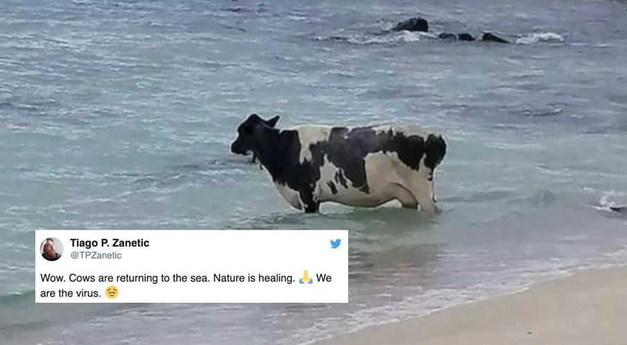 Nature is healing meme of a cow in the sea